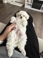 Archie, a male Poodle - Toy  for sale in Boulder, CO – Photo 4 of 5