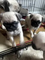 Shakira, a female Pug for sale in Chicago, IL – 5 of 7