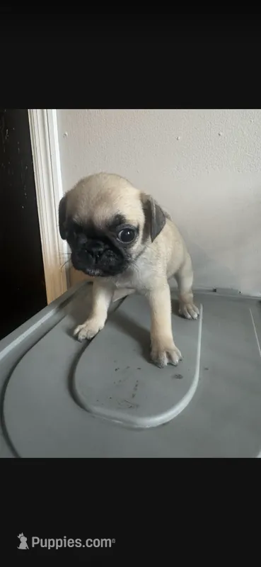 Charlie, a male Pug for sale in Chicago, IL – 1 of 2