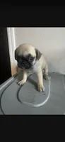 Charlie, a male Pug for sale in Chicago, IL – 1 of 2