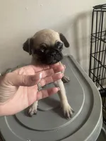 Shakira, a female Pug for sale in Chicago, IL – 6 of 7