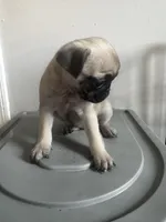 Shakira, a female Pug for sale in Chicago, IL – 3 of 7