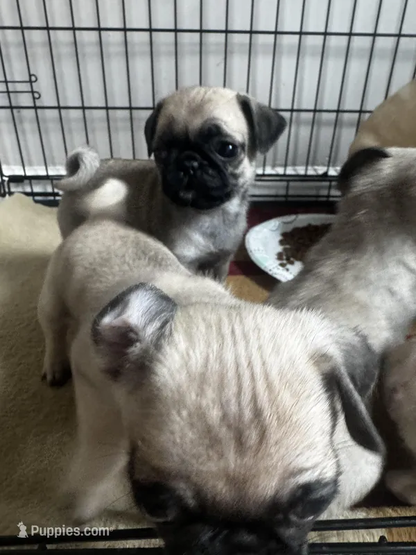 Shakira – Pug puppy for sale in Chicago, IL