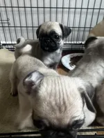 Shakira, a female Pug for sale in Chicago, IL – 1 of 7