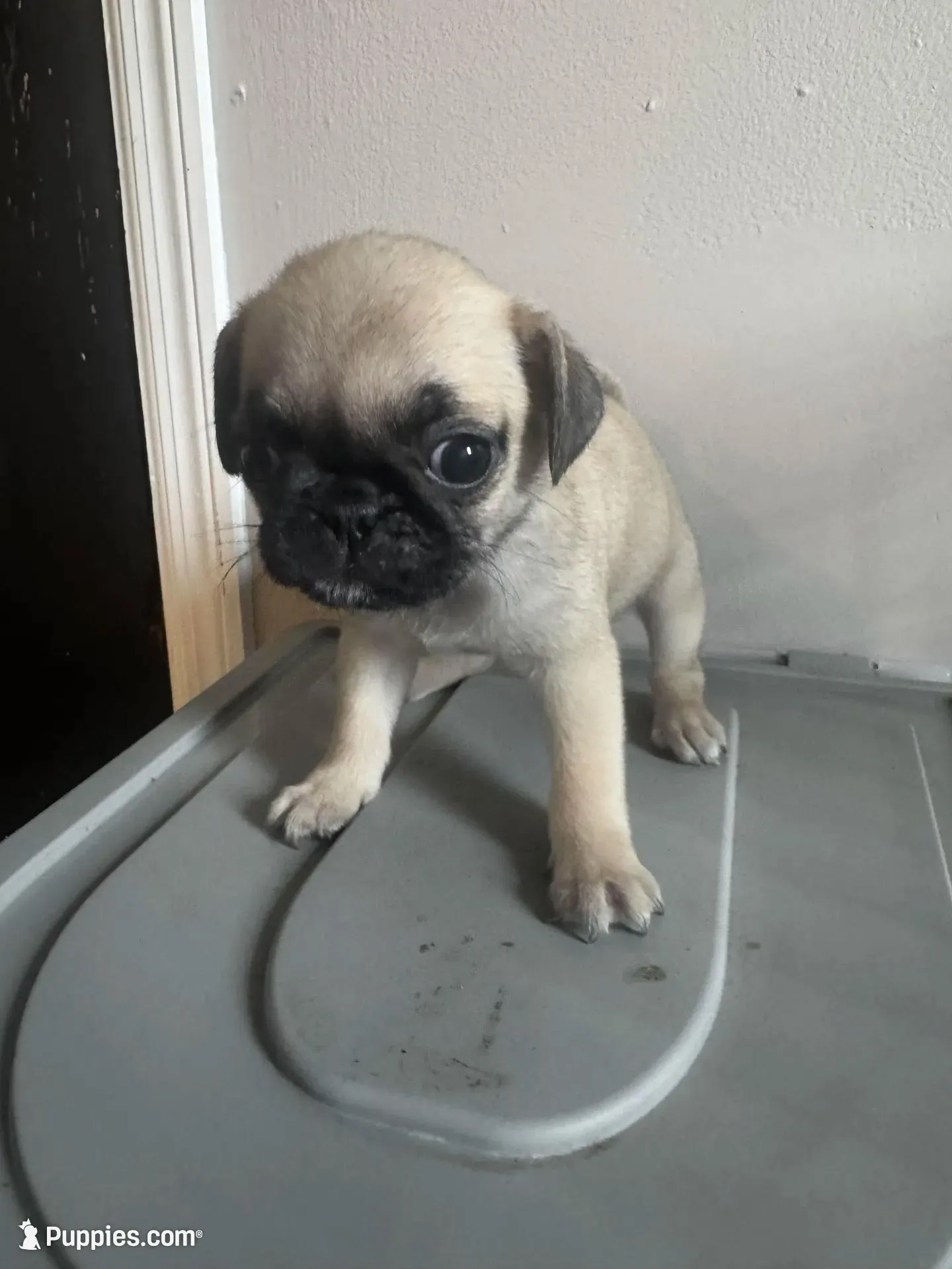 Shakira, a female Pug for sale in Chicago, IL – 2 of 7