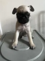 Shakira, a female Pug for sale in Chicago, IL – 4 of 7