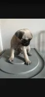Charlie, a male Pug for sale in Chicago, IL – 2 of 2