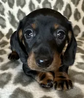 Poppy, a female Miniature Dachshund for sale in Old Town, FL – 1 of 10