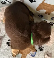 Jerry , a male Miniature Dachshund for sale in Old Town, FL – 4 of 8