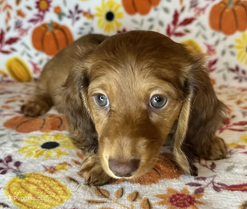 Abby – Miniature Dachshund puppy for sale in Old Town, FL