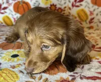 Abby, a female Miniature Dachshund for sale in Old Town, FL – 7 of 8
