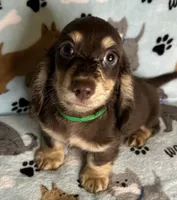 Jerry , a male Miniature Dachshund for sale in Old Town, FL – 2 of 8