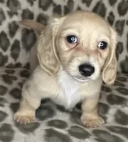 Franny, a female Miniature Dachshund for sale in Old Town, FL – 4 of 10