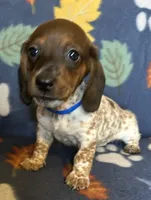 Sammy, a male Miniature Dachshund for sale in Old Town, FL – 6 of 10