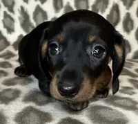 Poppy, a female Miniature Dachshund for sale in Old Town, FL – 6 of 10
