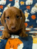 Jack, a male Miniature Dachshund for sale in Old Town, FL – Photo 3 of 10