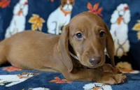 Jack, a male Miniature Dachshund for sale in Old Town, FL – Photo 10 of 10