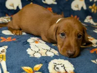 Jack, a male Miniature Dachshund for sale in Old Town, FL – Photo 4 of 10