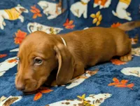 Jack, a male Miniature Dachshund for sale in Old Town, FL – Photo 5 of 10