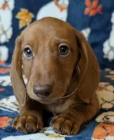 Jack, a male Miniature Dachshund for sale in Old Town, FL – Photo 9 of 10