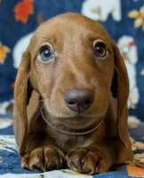 Jack, a male Miniature Dachshund for sale in Old Town, FL – Photo 8 of 10