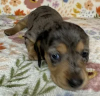 Dotty, a female Miniature Dachshund for sale in Old Town, FL – 1 of 4