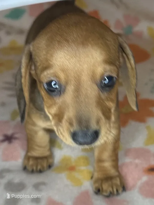 Dolly – Miniature Dachshund puppy for sale in Old Town, FL