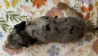 Dotty, a female Miniature Dachshund for sale in Old Town, FL – 4 of 4