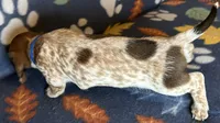 Sammy, a male Miniature Dachshund for sale in Old Town, FL – 3 of 10