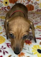 Annie, a female Miniature Dachshund for sale in Old Town, FL – 4 of 10
