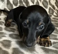 Ella, a female Miniature Dachshund for sale in Old Town, FL – 8 of 8
