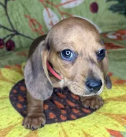 Hank , a male Miniature Dachshund for sale in Old Town, FL – 8 of 10