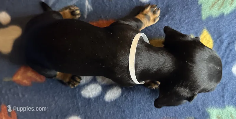Teddy – Miniature Dachshund puppy for sale in Old Town, FL