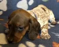 Sammy, a male Miniature Dachshund for sale in Old Town, FL – 8 of 10
