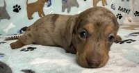 Lou, a male Miniature Dachshund for sale in Old Town, FL – 2 of 7