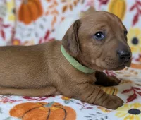 Mable, a female Miniature Dachshund for sale in Old Town, FL – Photo 2 of 3