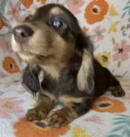 Laney, a female Miniature Dachshund for sale in Old Town, FL – 4 of 7