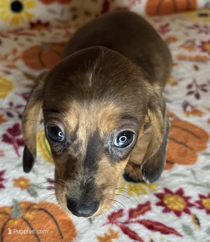 Duncan – Miniature Dachshund puppy for sale in Old Town, FL