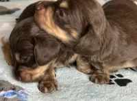 Tom, a male Miniature Dachshund for sale in Old Town, FL – 3 of 8