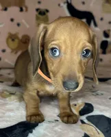 Luann, a female Miniature Dachshund for sale in Old Town, FL – Photo 3 of 8