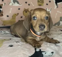 Luann, a female Miniature Dachshund for sale in Old Town, FL – Photo 2 of 8