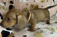 Luann, a female Miniature Dachshund for sale in Old Town, FL – Photo 5 of 8