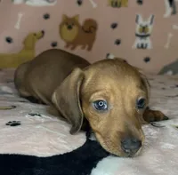 Luann, a female Miniature Dachshund for sale in Old Town, FL – Photo 1 of 8