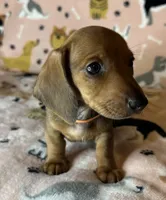 Luann, a female Miniature Dachshund for sale in Old Town, FL – Photo 4 of 8