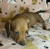 Luann, a female Miniature Dachshund for sale in Old Town, FL – Photo 6 of 8