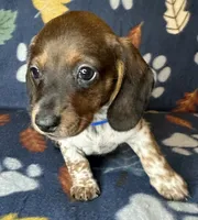 Sammy, a male Miniature Dachshund for sale in Old Town, FL – 7 of 10