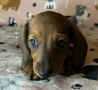 Louise , a female Miniature Dachshund for sale in Old Town, FL – Photo 1 of 8