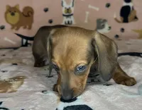 Louise , a female Miniature Dachshund for sale in Old Town, FL – Photo 4 of 8