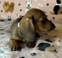 Louise , a female Miniature Dachshund for sale in Old Town, FL – Photo 7 of 8