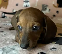 Louise , a female Miniature Dachshund for sale in Old Town, FL – Photo 3 of 8